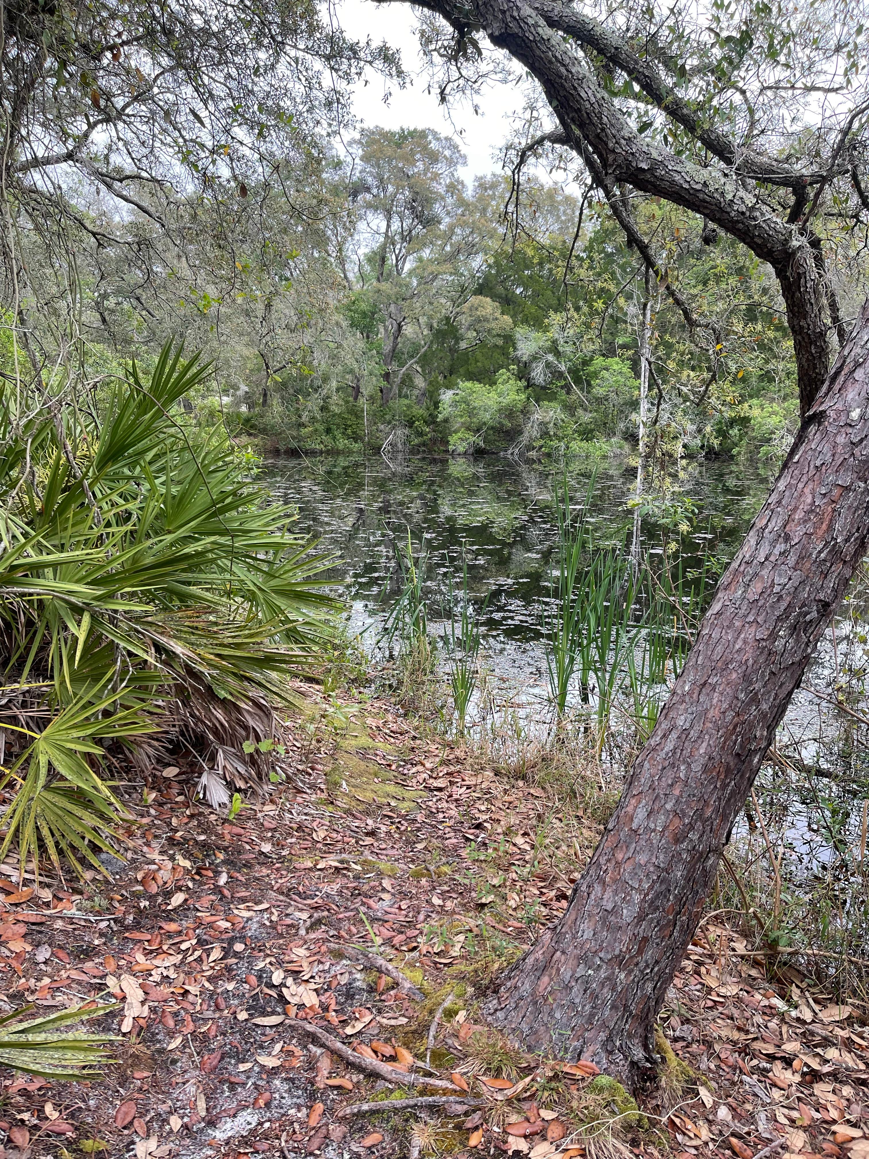 Camper-submitted photo at Serenova Tract Campsites near Tampa, FL