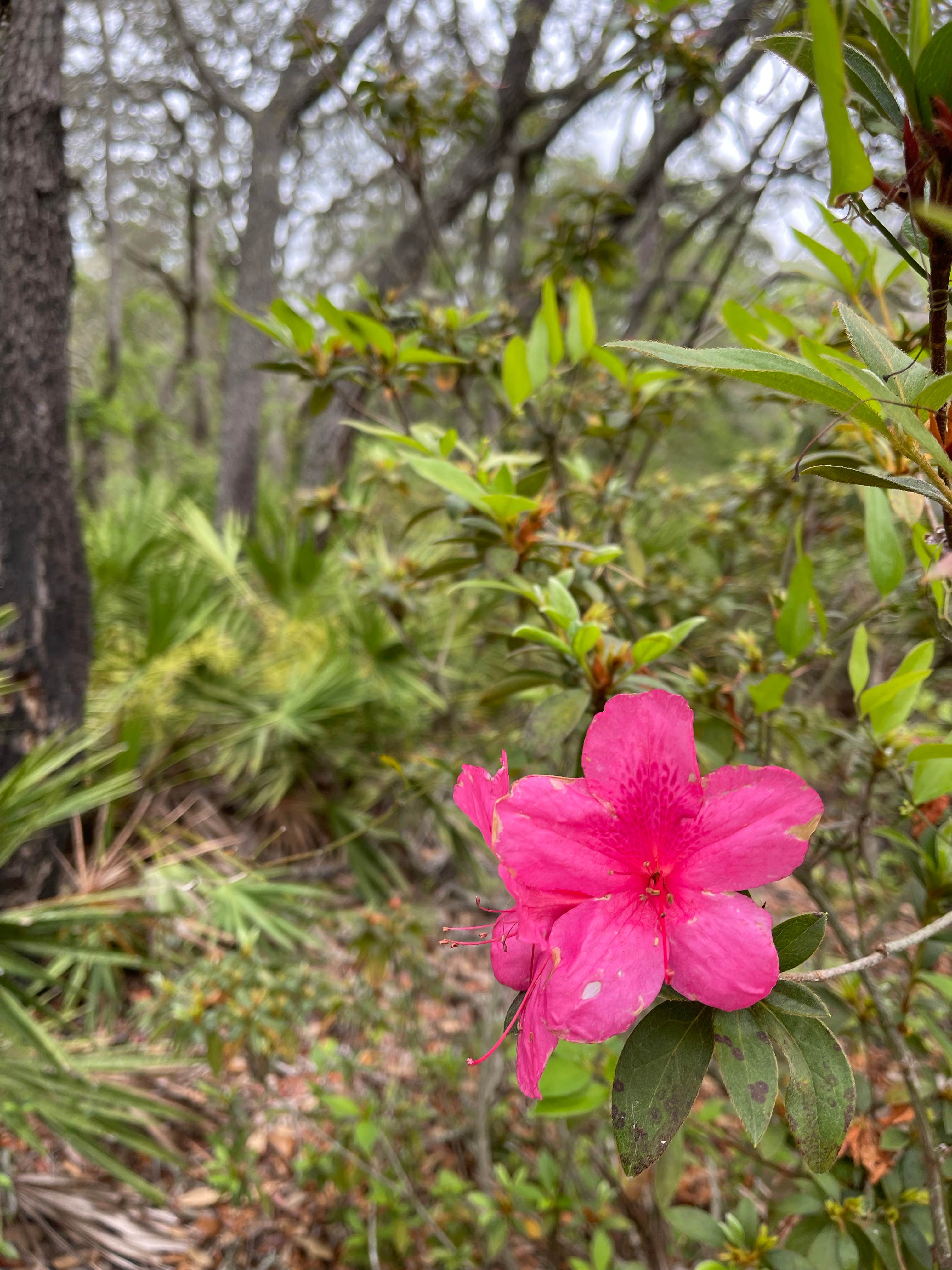 Camper-submitted photo at Serenova Tract Campsites near Tampa, FL