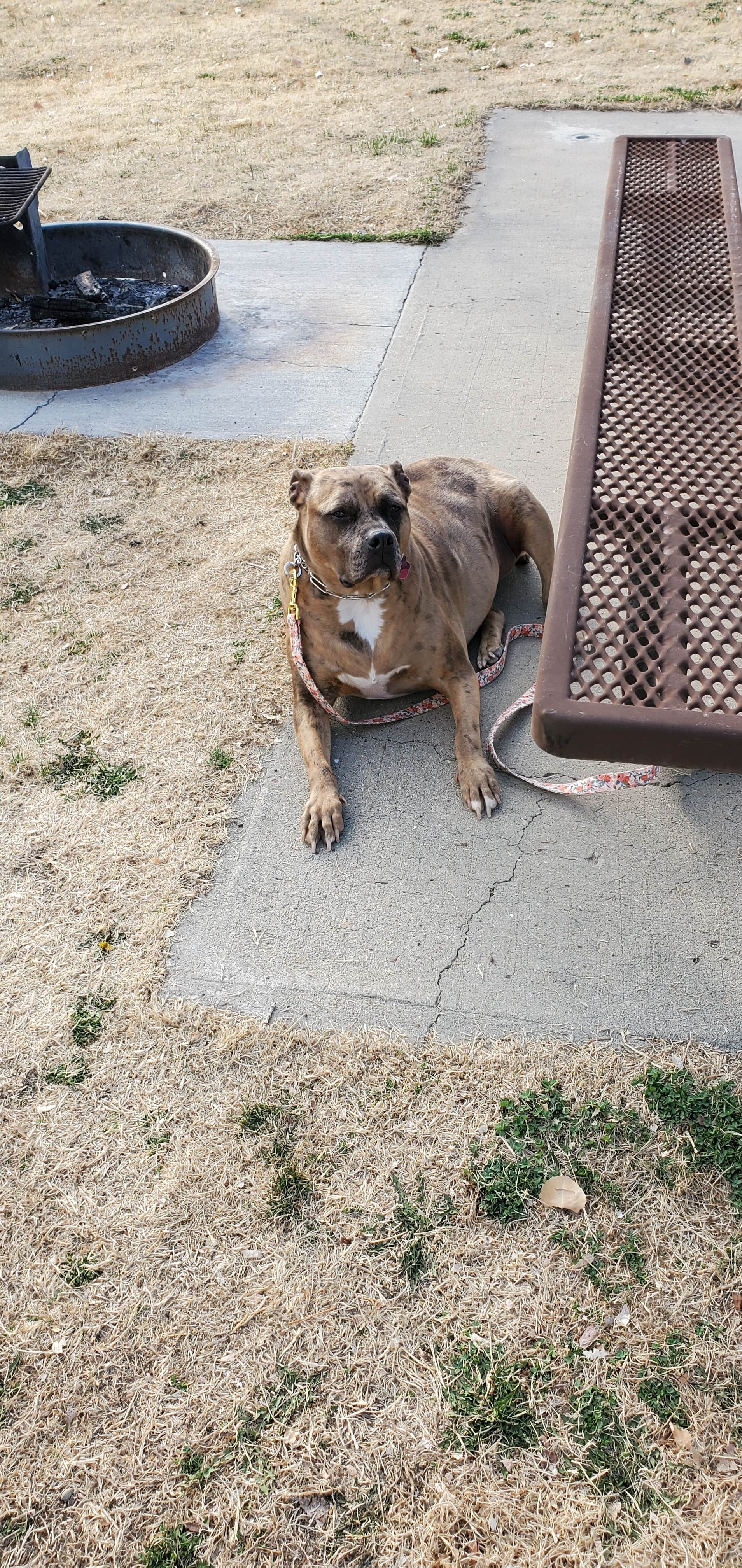 Steven M.'s photo of camping with pets at Green River State Park Campground near Green River, UT