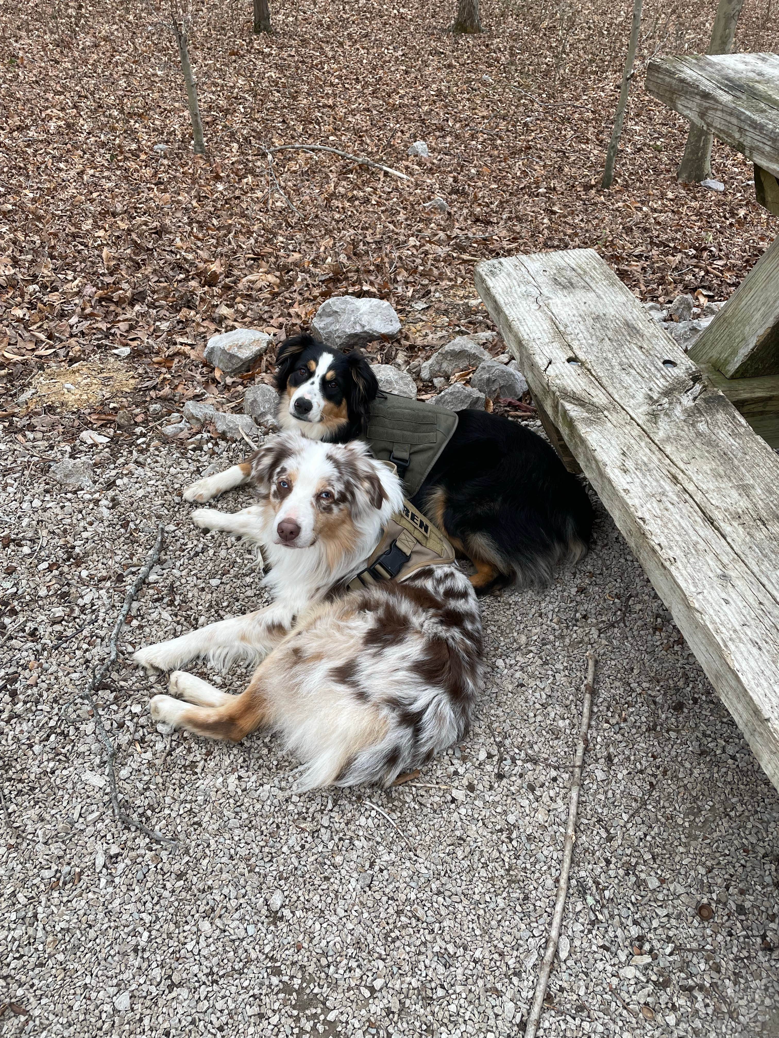 Brian N.'s photo of camping with pets at Twin Knobs Recreation Area near Daniel Boone National Forest