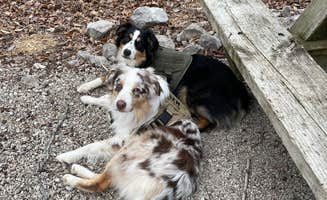 Brian N.'s photo of camping with pets at Twin Knobs Recreation Area near Carlisle, KY