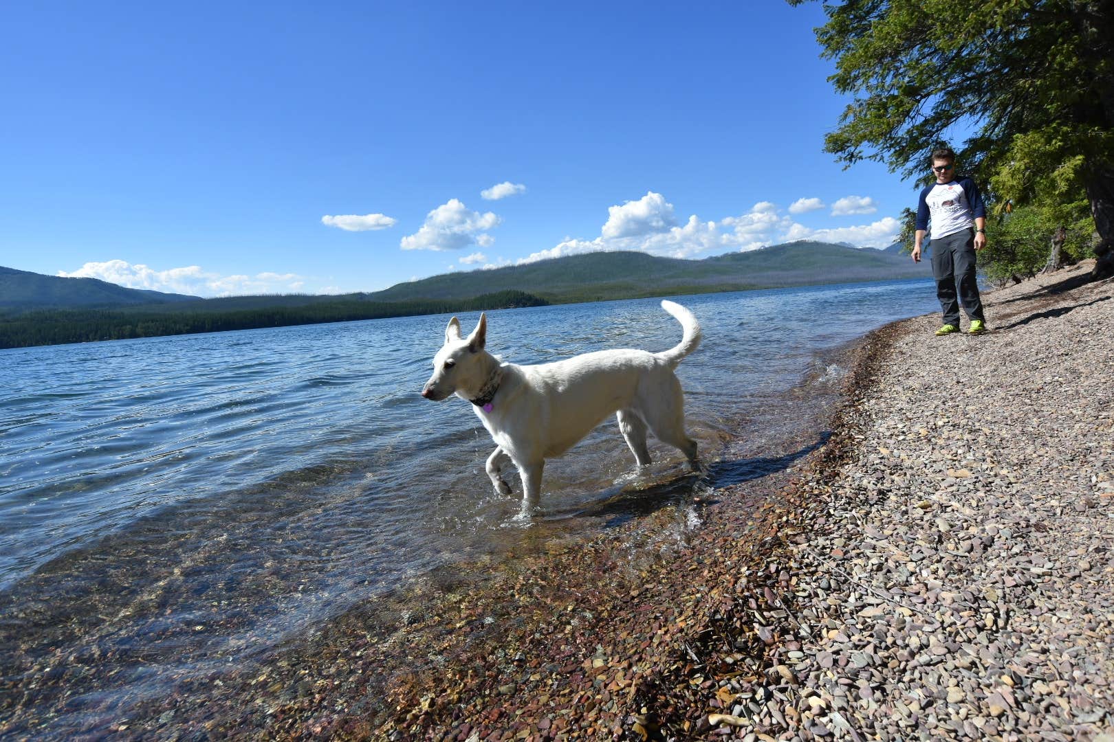 Krissy P.'s photo of camping with pets at Apgar Campground — Glacier National Park near Babb, MT