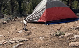 Camping near Red Sandstone - Primitive Dispersed: BLM Cottonwood Campground, Bond, Colorado