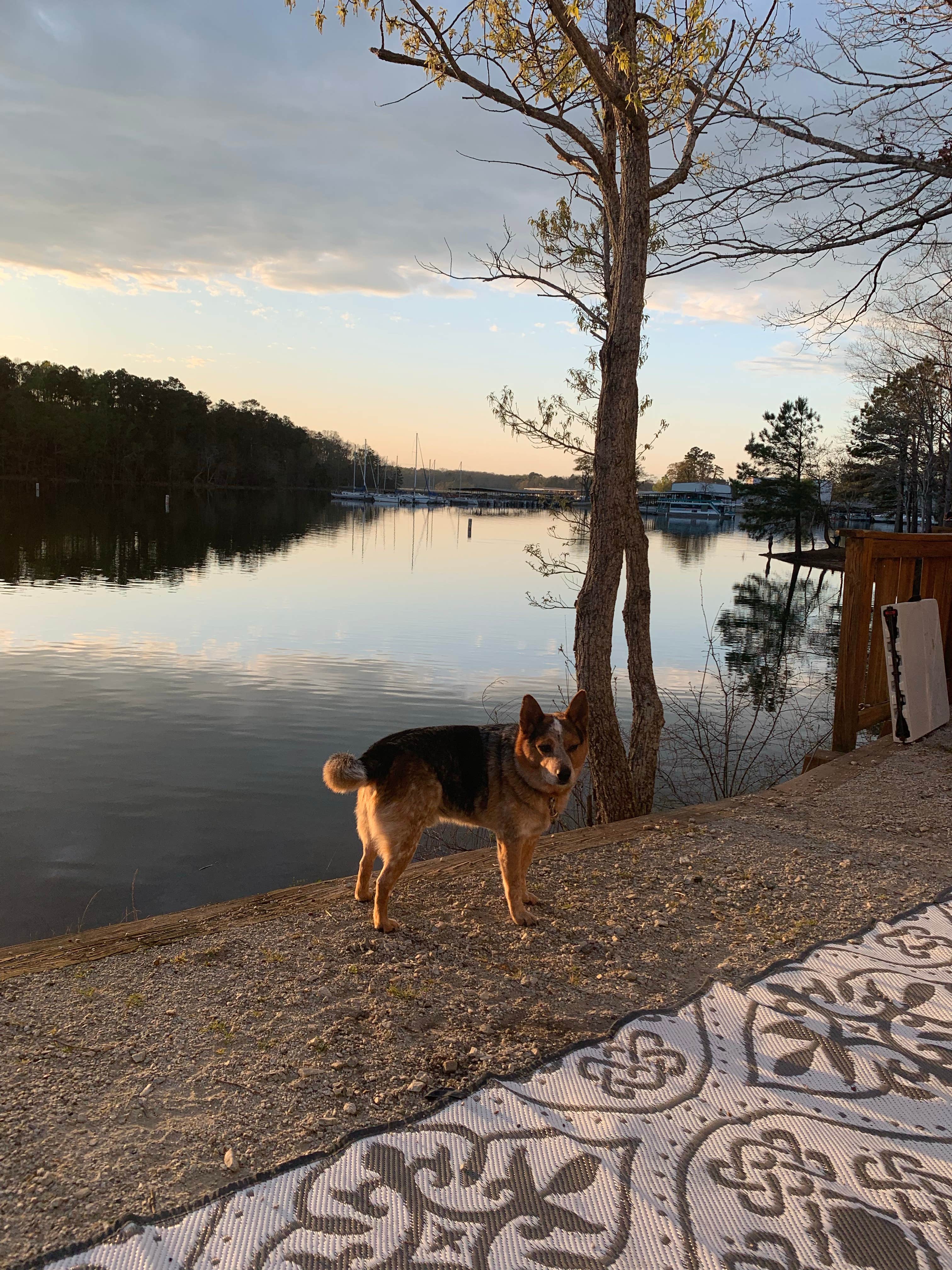 Camper submitted image from Hartwell Lakeside KOA Holiday - 5