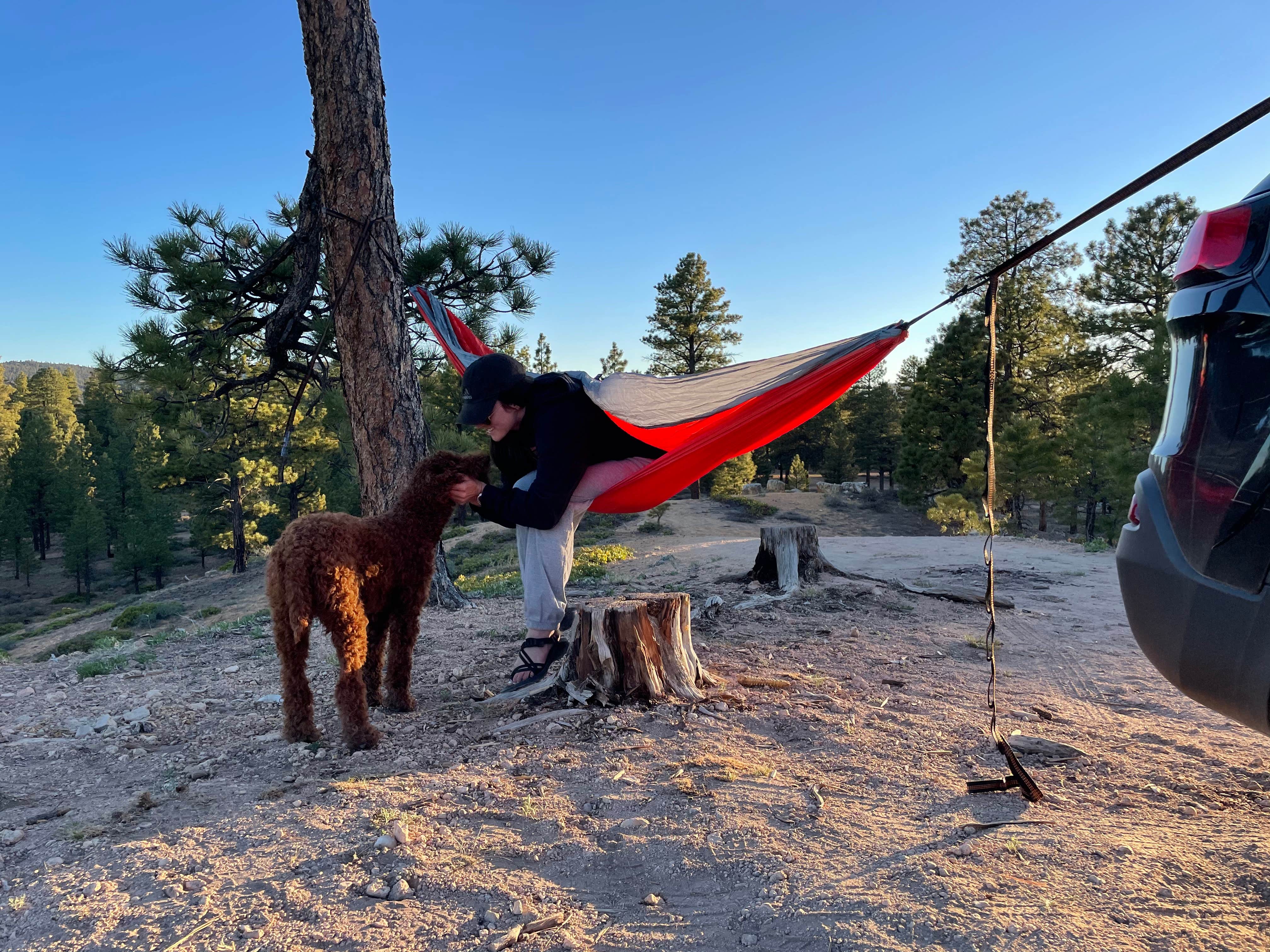 Maddy J.'s photo of camping with pets at Tom Best Spring Road FR117 Dispersed - Dixie National Forest near Bryce Canyon National Park