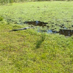 Gator in the pond