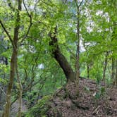 Review photo of Paynes Prairie Preserve State Park Campground by Lindsey H., April 4, 2022