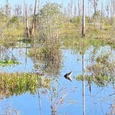 Review photo of Stephen C. Foster State Park Campground by Lindsey H., April 4, 2022