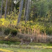 Review photo of Stephen C. Foster State Park Campground by Lindsey H., April 4, 2022