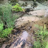 Review photo of Juniper Springs Rec Area - Tropical Camp Area by Lindsey H., April 4, 2022