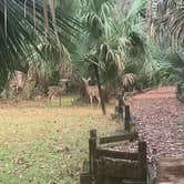 Review photo of Juniper Springs Rec Area - Tropical Camp Area by Lindsey H., April 4, 2022