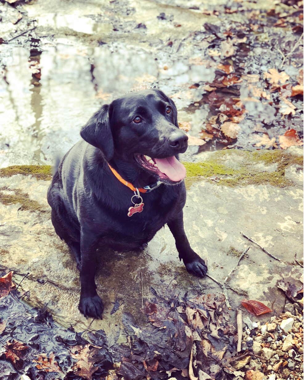 Charlotte B.'s photo of camping with pets at Pine Ridge Recreation Area near New Franklin, MO