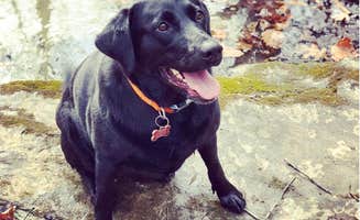 Charlotte B.'s photo of camping with pets at Pine Ridge Recreation Area near Mexico, MO