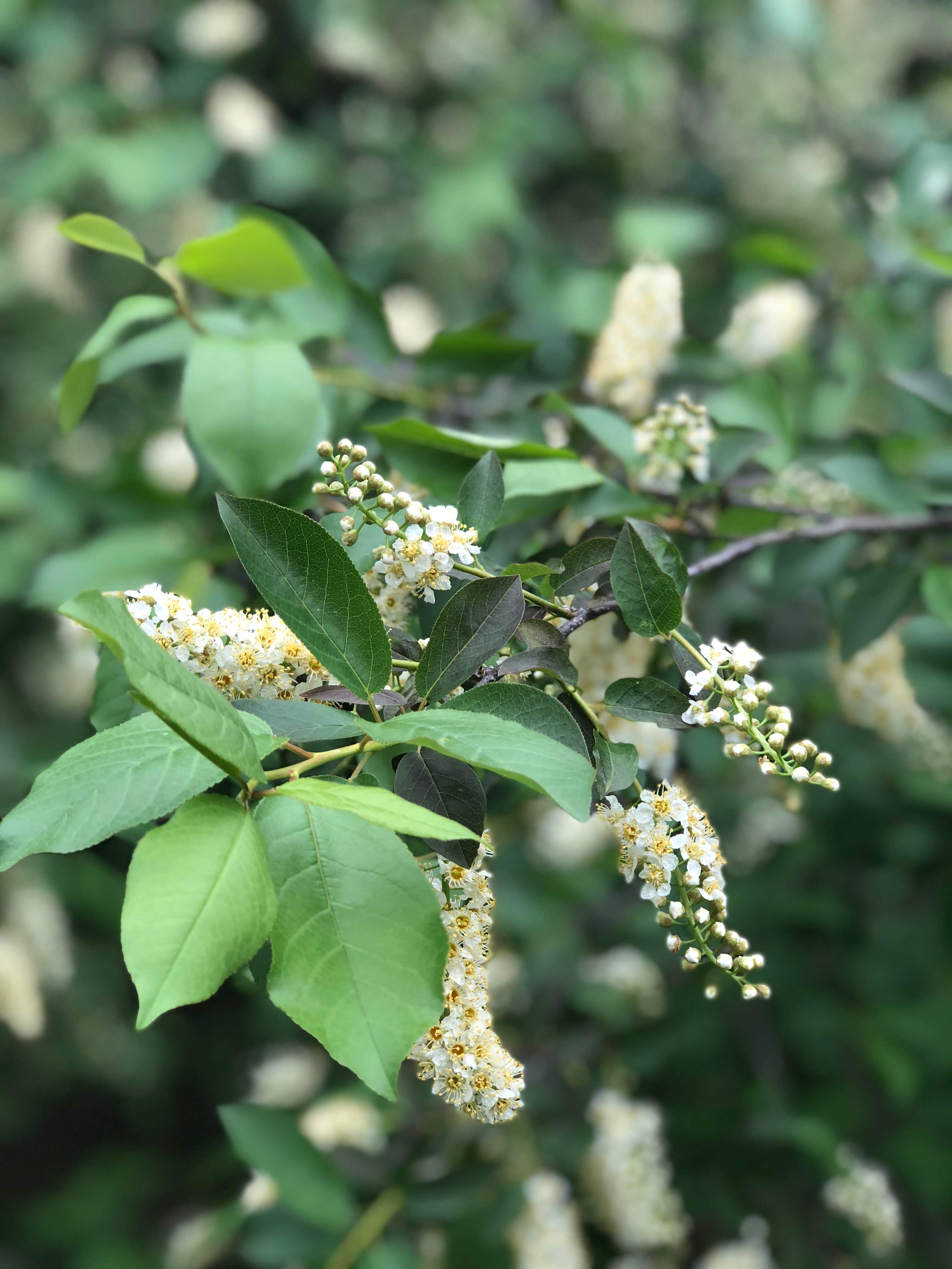 Camper-submitted photo at Pine Ridge Recreation Area near Lohman, MO