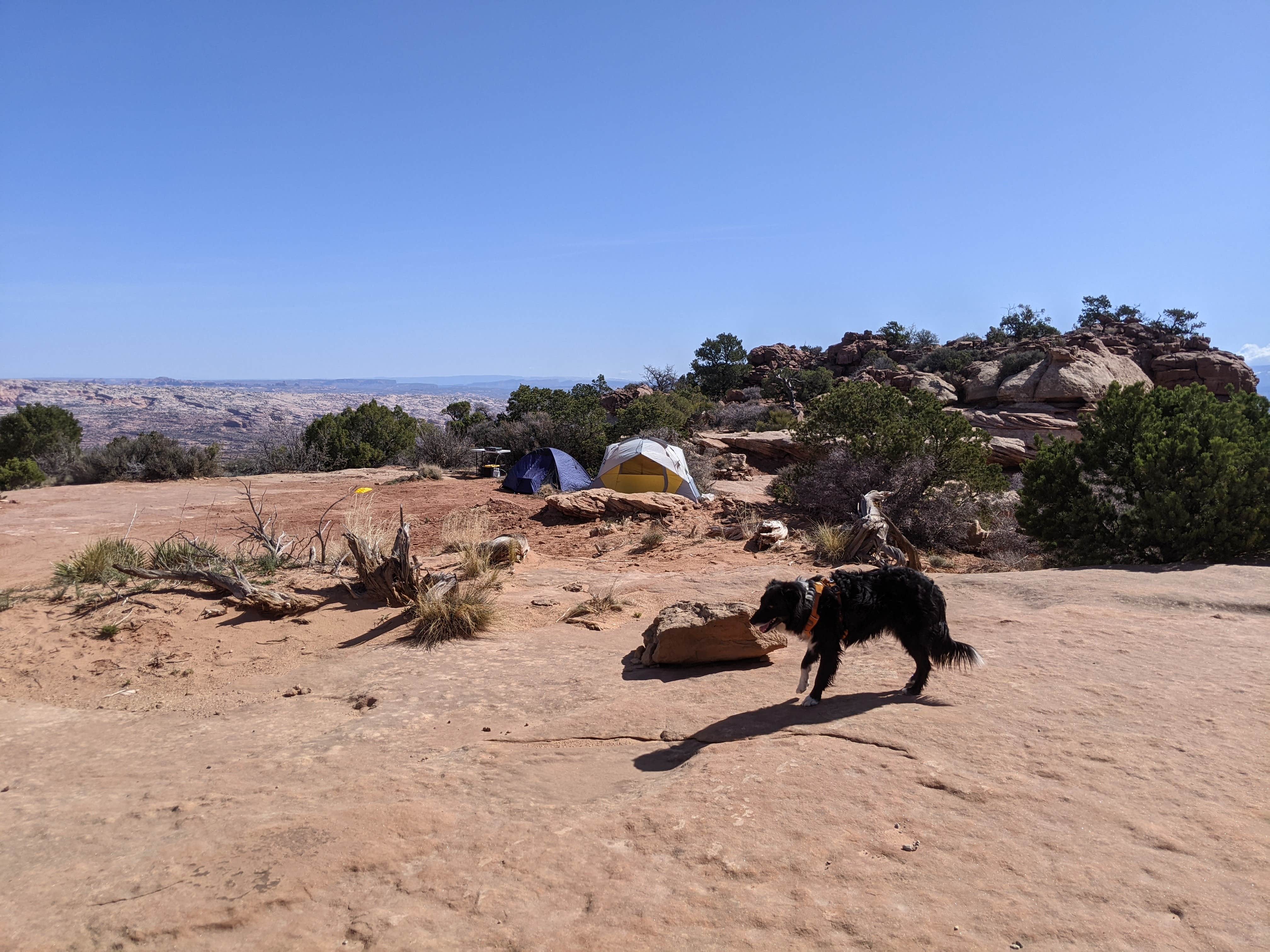 Greg L.'s photo of camping with pets at BLM Long Canyon Well Road Dispersed Camping near Canyonlands National Park