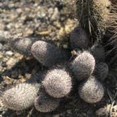 Review photo of Twin Peaks Campground — Organ Pipe Cactus National Monument by Kaela T., April 5, 2022