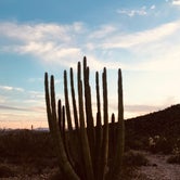 Review photo of Twin Peaks Campground — Organ Pipe Cactus National Monument by Kaela T., April 5, 2022