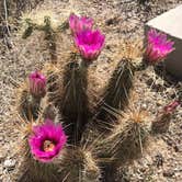 Review photo of Twin Peaks Campground — Organ Pipe Cactus National Monument by Kaela T., April 5, 2022