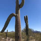 Review photo of Twin Peaks Campground — Organ Pipe Cactus National Monument by Kaela T., April 5, 2022