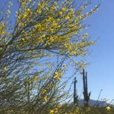 Review photo of Twin Peaks Campground — Organ Pipe Cactus National Monument by Kaela T., April 5, 2022