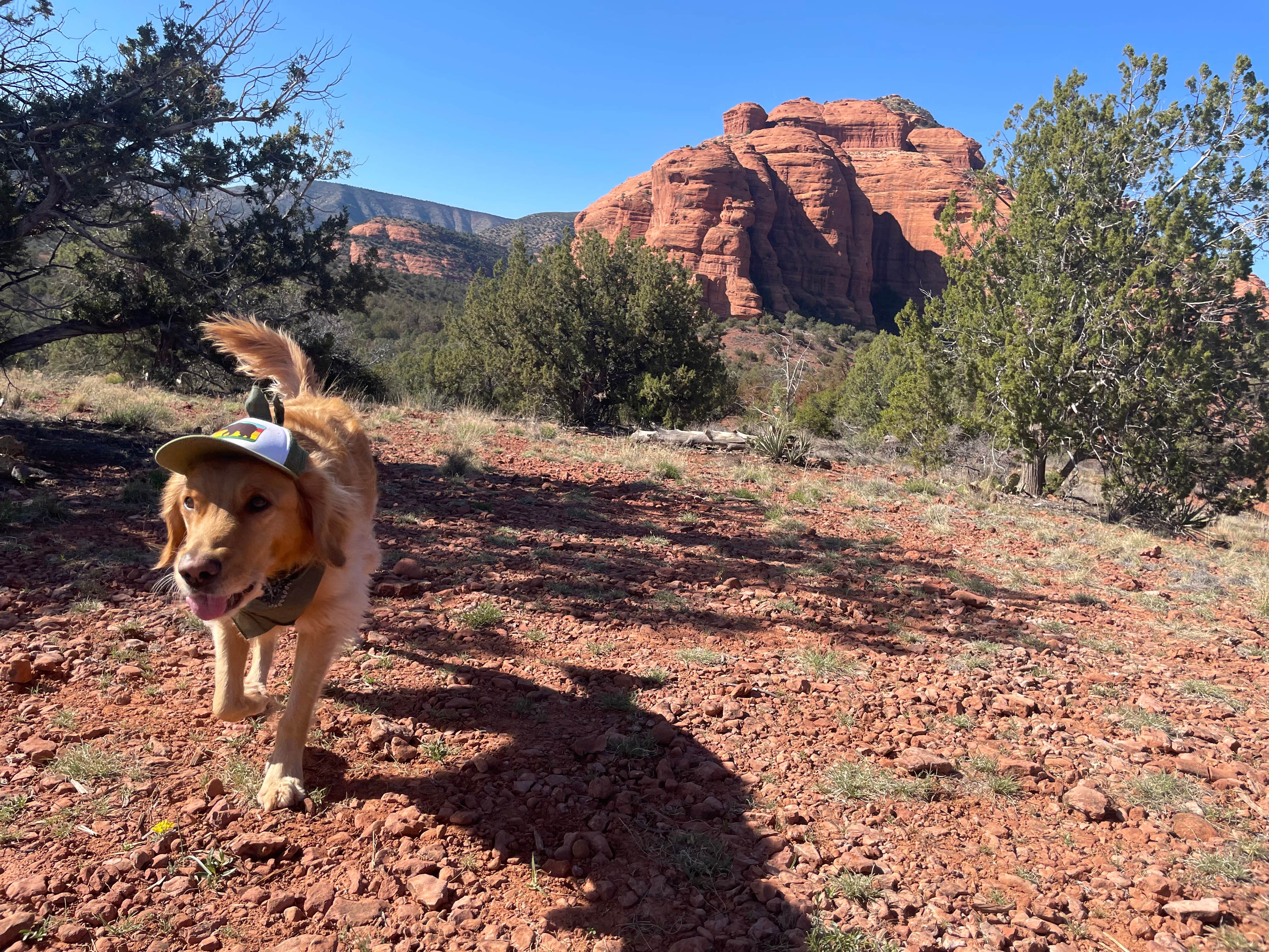 Michael B.'s photo of camping with pets at Red Canyon Overlook Dispersed - PERMANENTLY CLOSED near Coconino National Forest Recreation