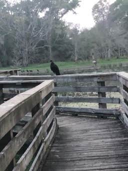 David N.'s photo of camping with pets at Brazos Bend State Park Campground near Rosenberg, TX