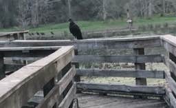 David N.'s photo of camping with pets at Brazos Bend State Park Campground near Alvin, TX