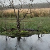 Review photo of Brazos Bend State Park Campground by David N., April 6, 2022