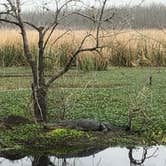 Review photo of Brazos Bend State Park Campground by David N., April 6, 2022