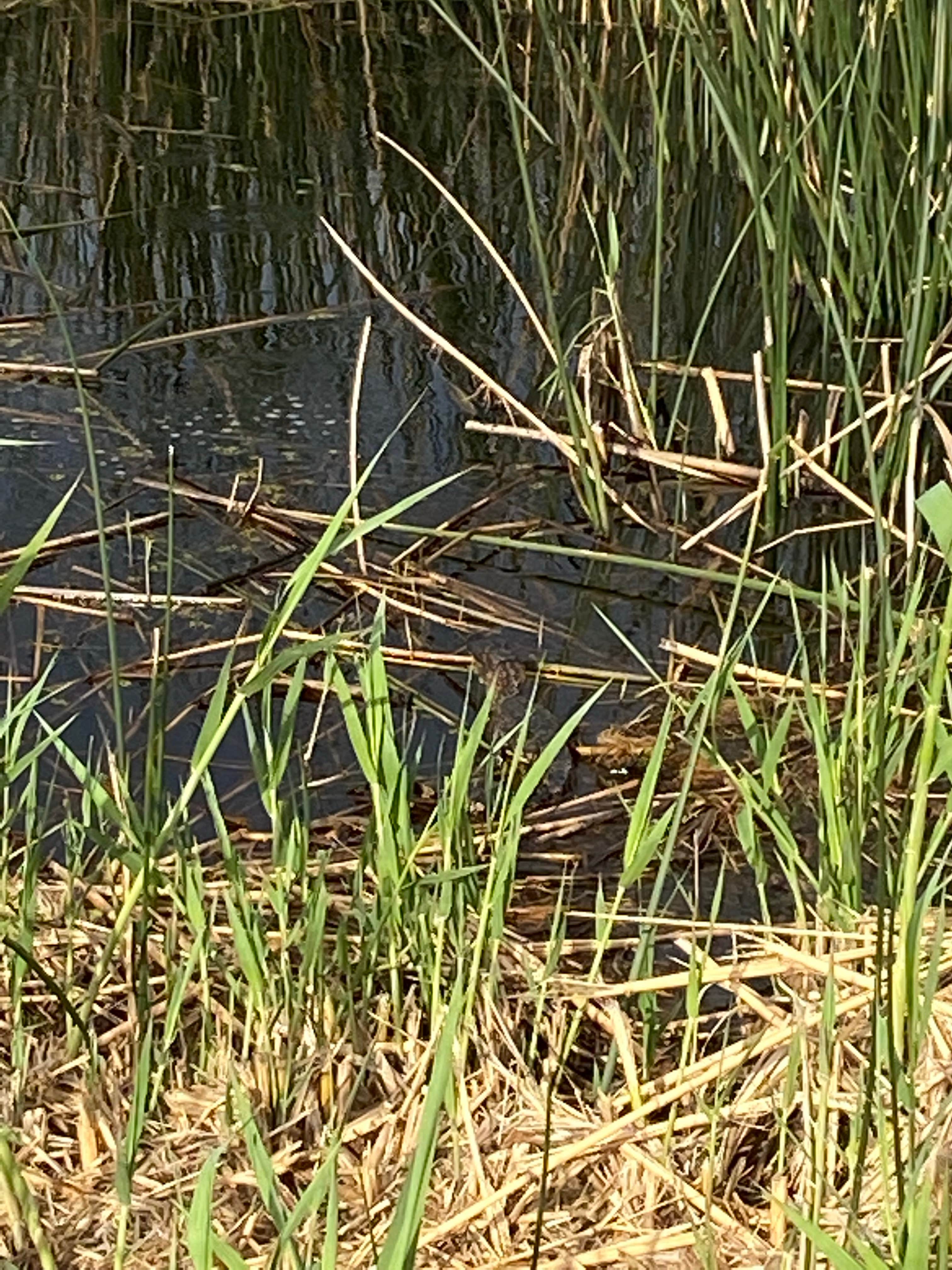 Camper-submitted photo at Mae's Beach near Cameron, LA