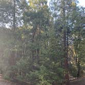 Review photo of Palomar Mountain State Park Campground by Matty F., April 7, 2022