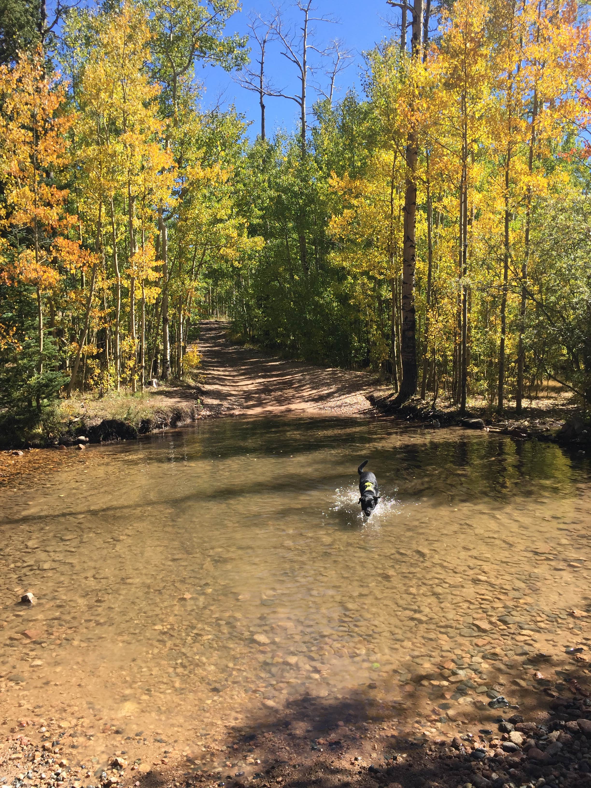 Lodgepole Jefferson Camping Jefferson, CO