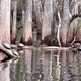 Review photo of Manatee Springs State Park Campground by sonja O., April 8, 2022
