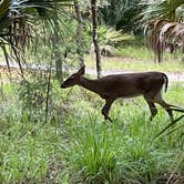 Review photo of Manatee Springs State Park Campground by sonja O., April 8, 2022