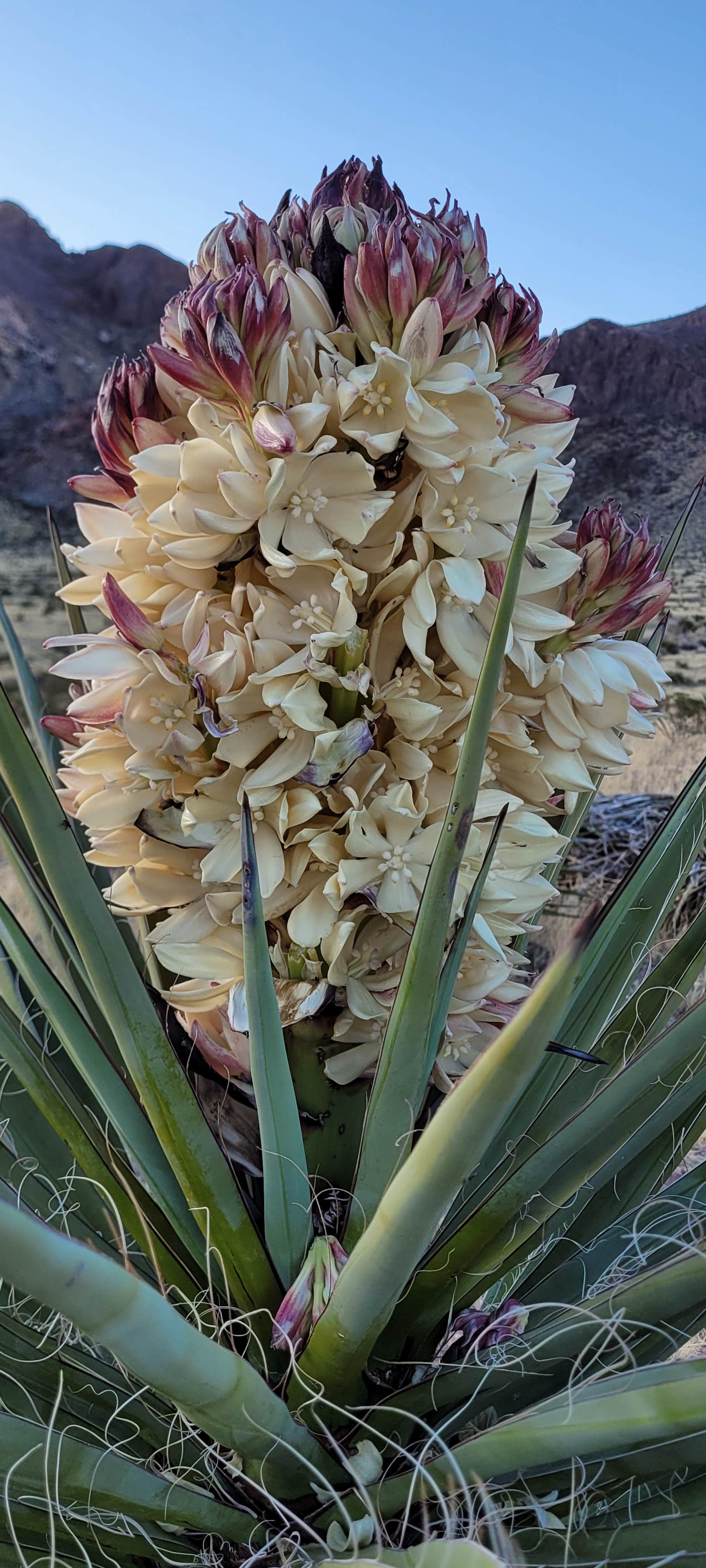 Camper-submitted photo at BLM Dispersed camping along B059 New Mexico near Clint, TX
