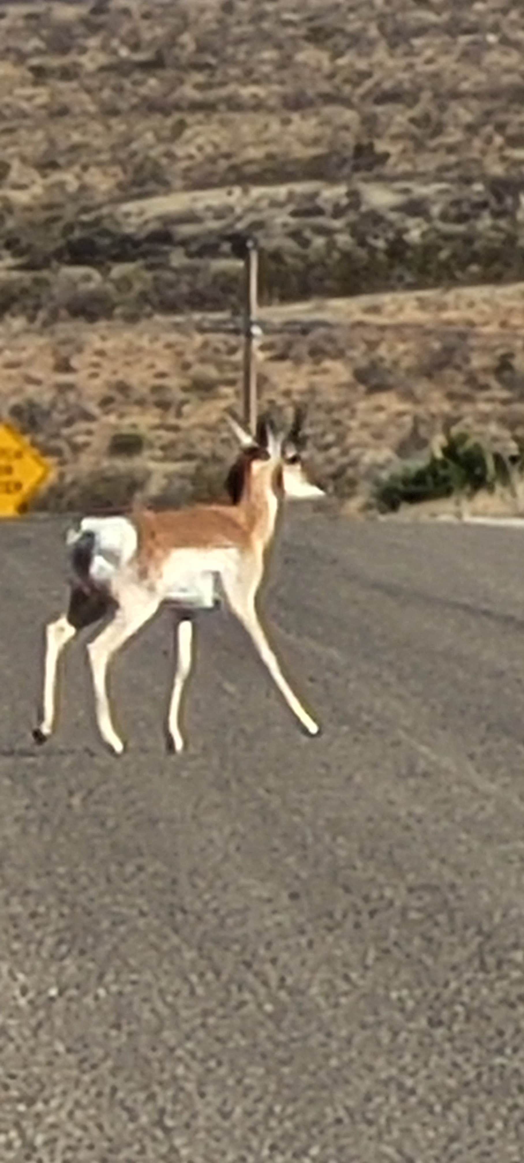 Dan M.'s photo of camping with pets at Chosa Campground in New Mexico