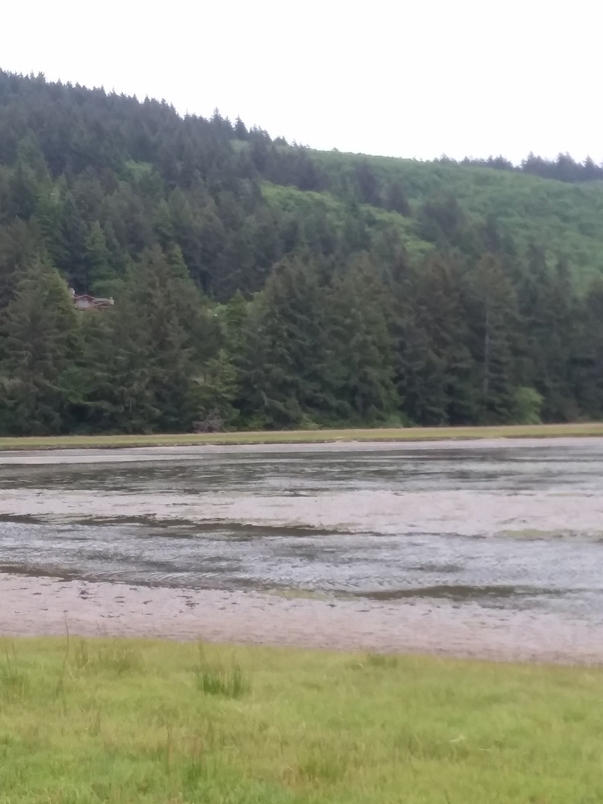 Camper submitted image from Tillamook County Whalen Island - 2