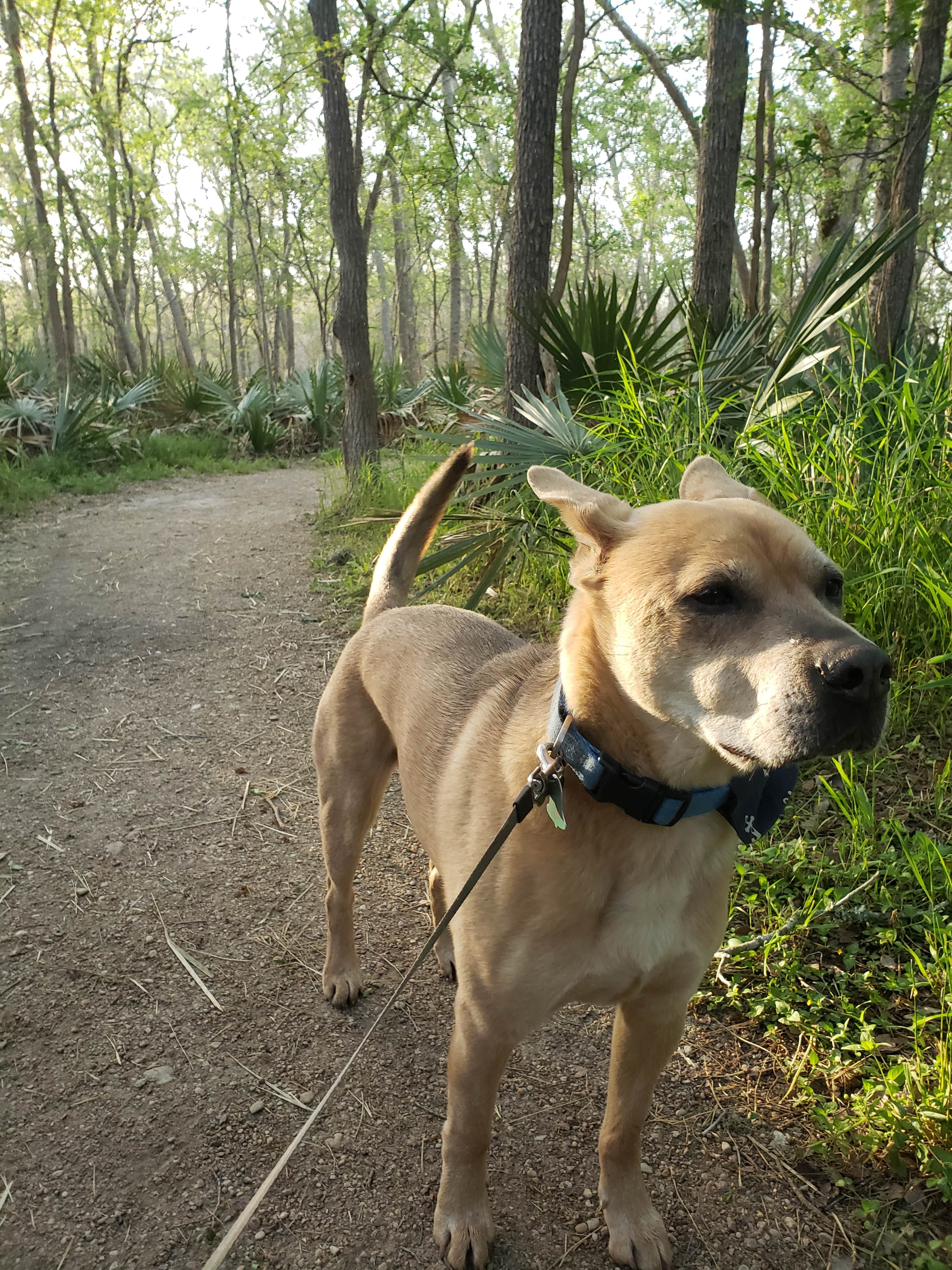 Sean & Holly H.'s photo of camping with pets at Palmetto State Park Campground near Shiner, TX