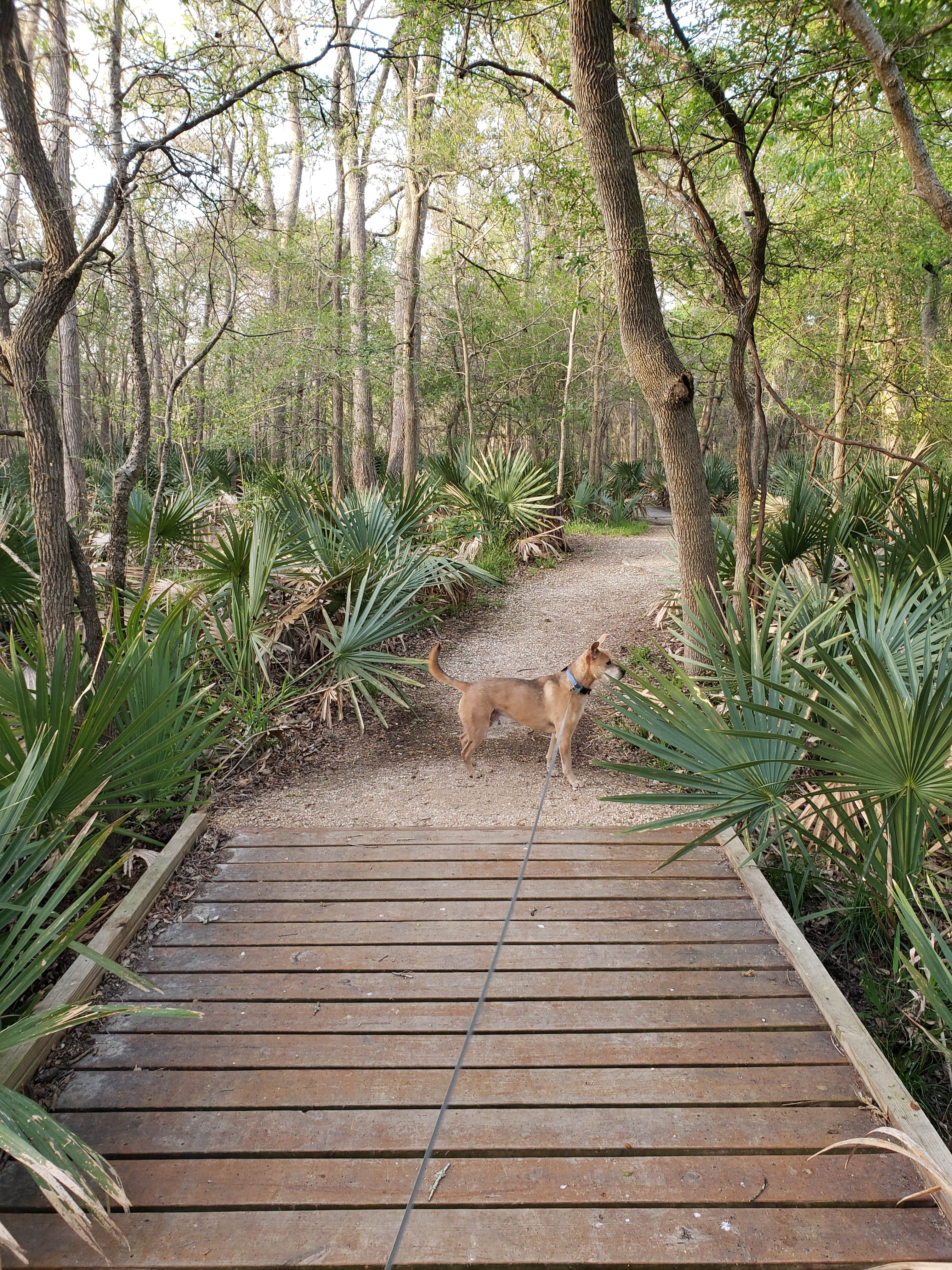 Sean & Holly H.'s photo of camping with pets at Palmetto State Park Campground near Floresville, TX