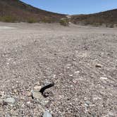 Review photo of Death Valley: Dispersed Camping East Side of Park by Laura M., April 8, 2022