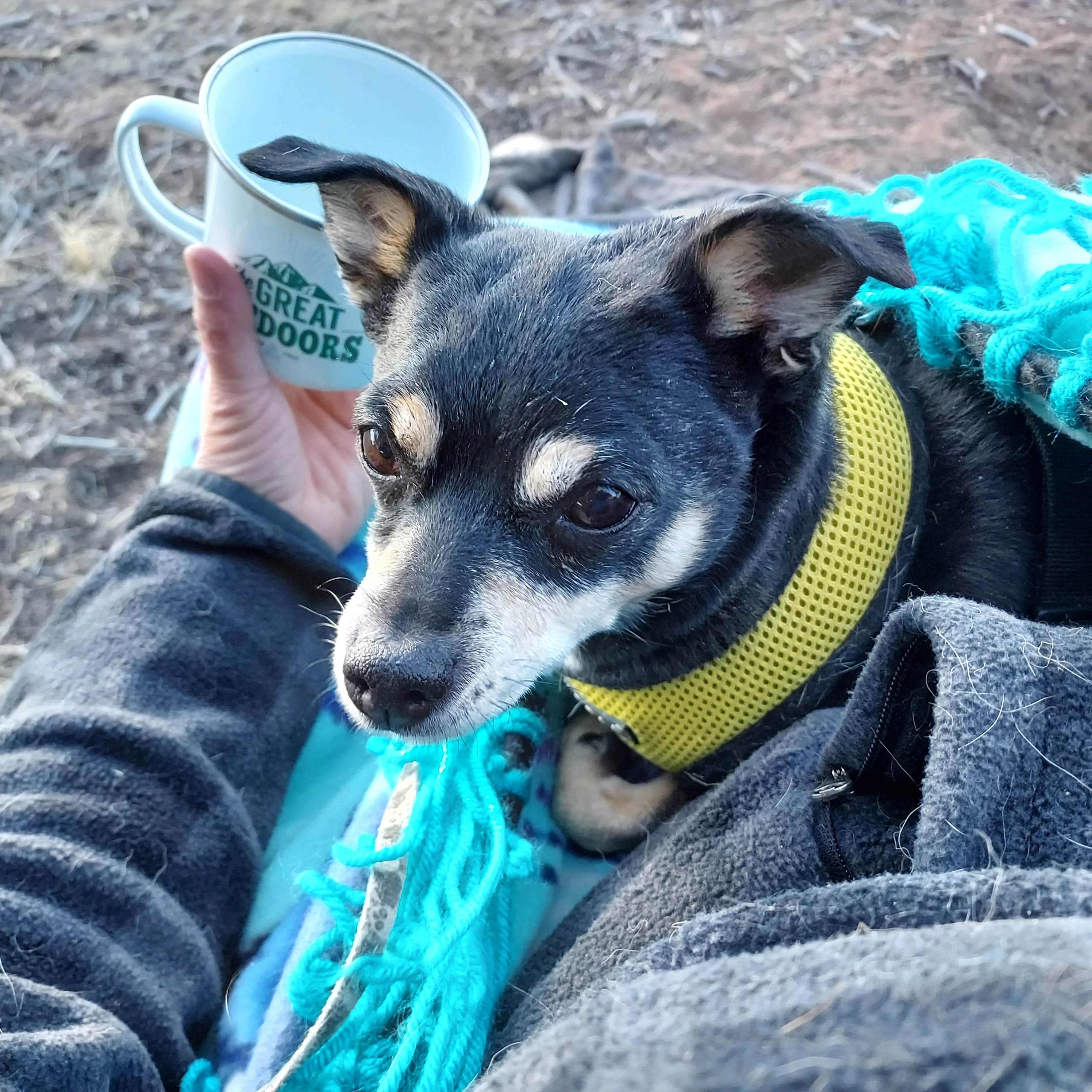 Kimberly M.'s photo of camping with pets at Sante Fe National Forest BLM-Road 62 Dispersed near Eldorado at Santa Fe, NM
