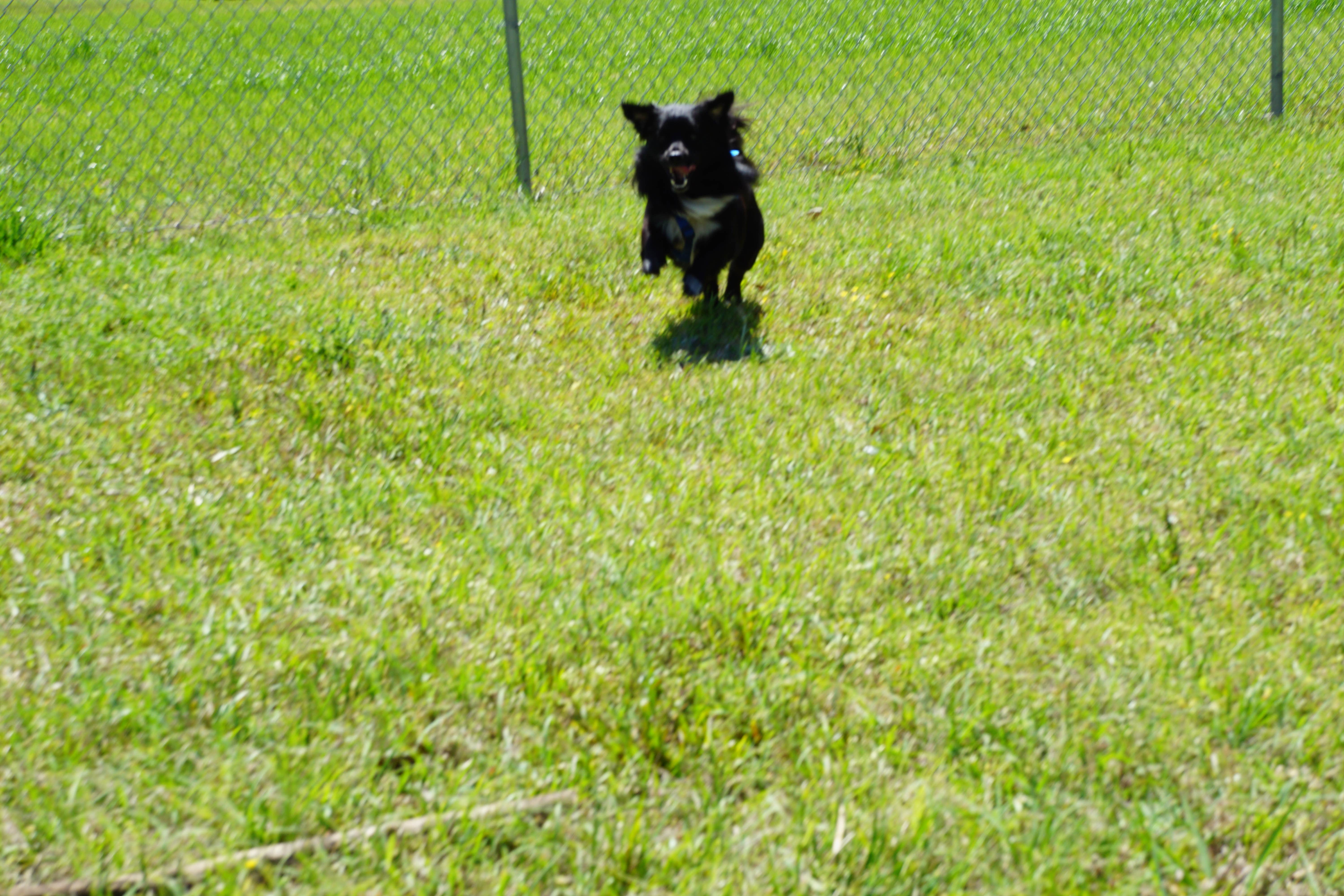 Kevin H.'s photo of camping with pets at COE Walter F George Lake White Oak Creek Campground near Fort Rucker, AL