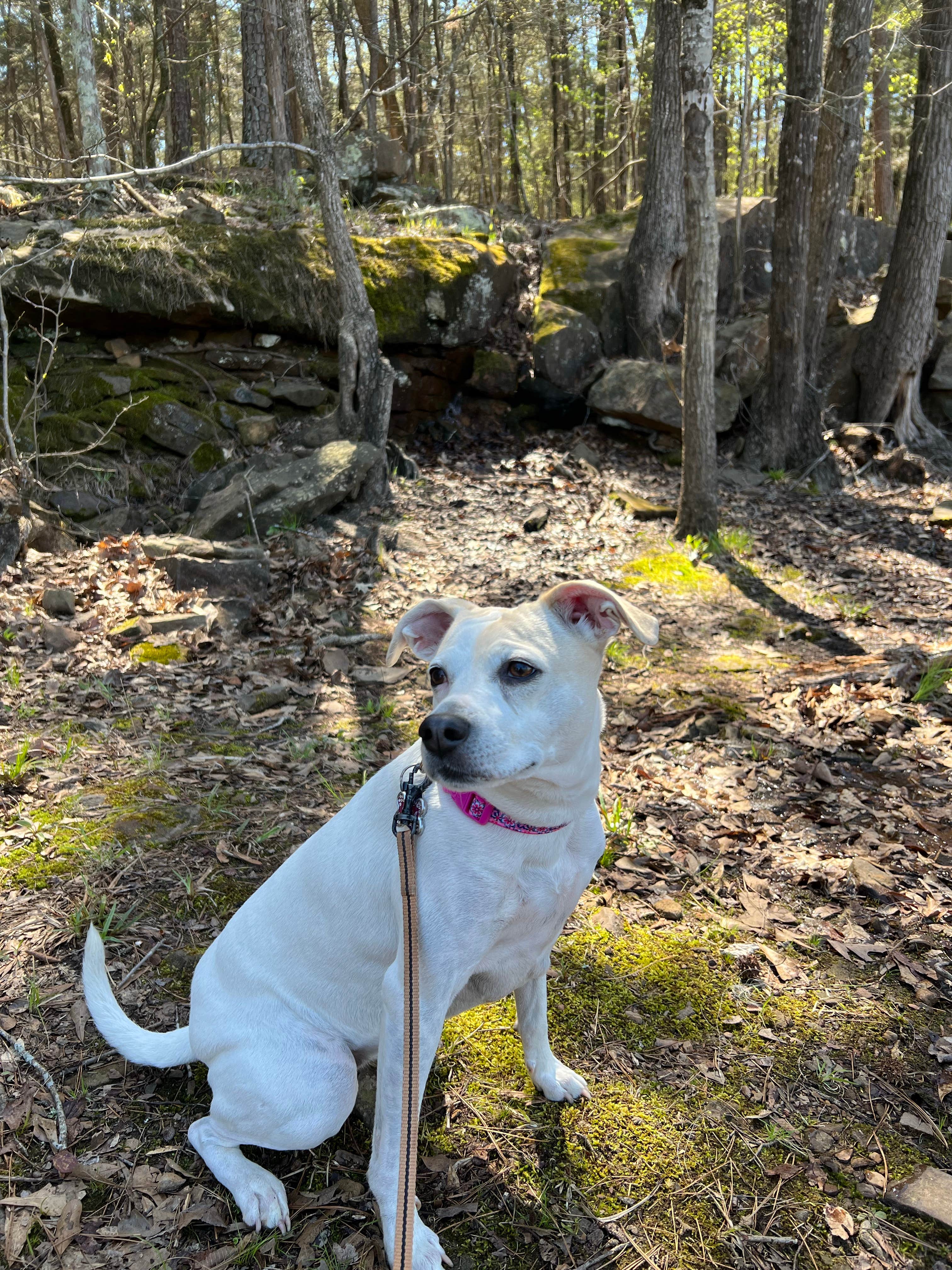 ladona's photo of camping with pets at Shoal Bay near Dardanelle, AR