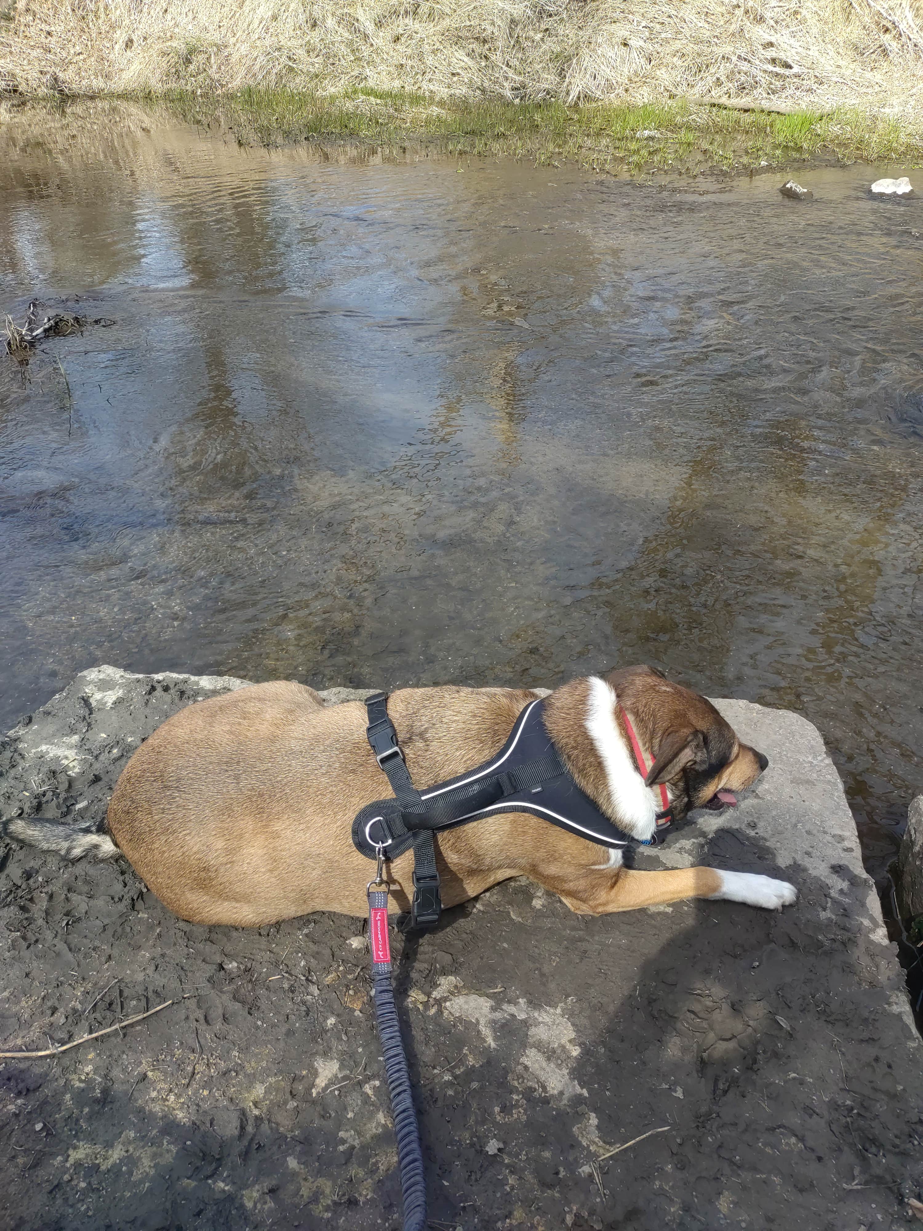 Whitney S.'s photo of camping with pets at Thomas Mitchell County Park near Ackworth, IA