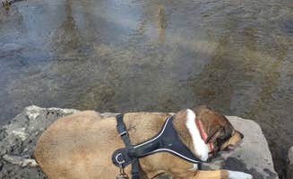 Whitney S.'s photo of camping with pets at Thomas Mitchell County Park near Des Moines, IA