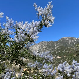 Chaparral Whitethorn/ Cali Lilacs as seen from the hike