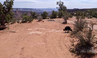 Camping near Wingate Campground — Dead Horse Point State Park: BLM Middle Fork Shafer Canyon Dispersed, Moab, Utah
