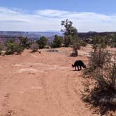 Review photo of BLM Middle Fork Shafer Canyon Dispersed by Greg L., April 9, 2022