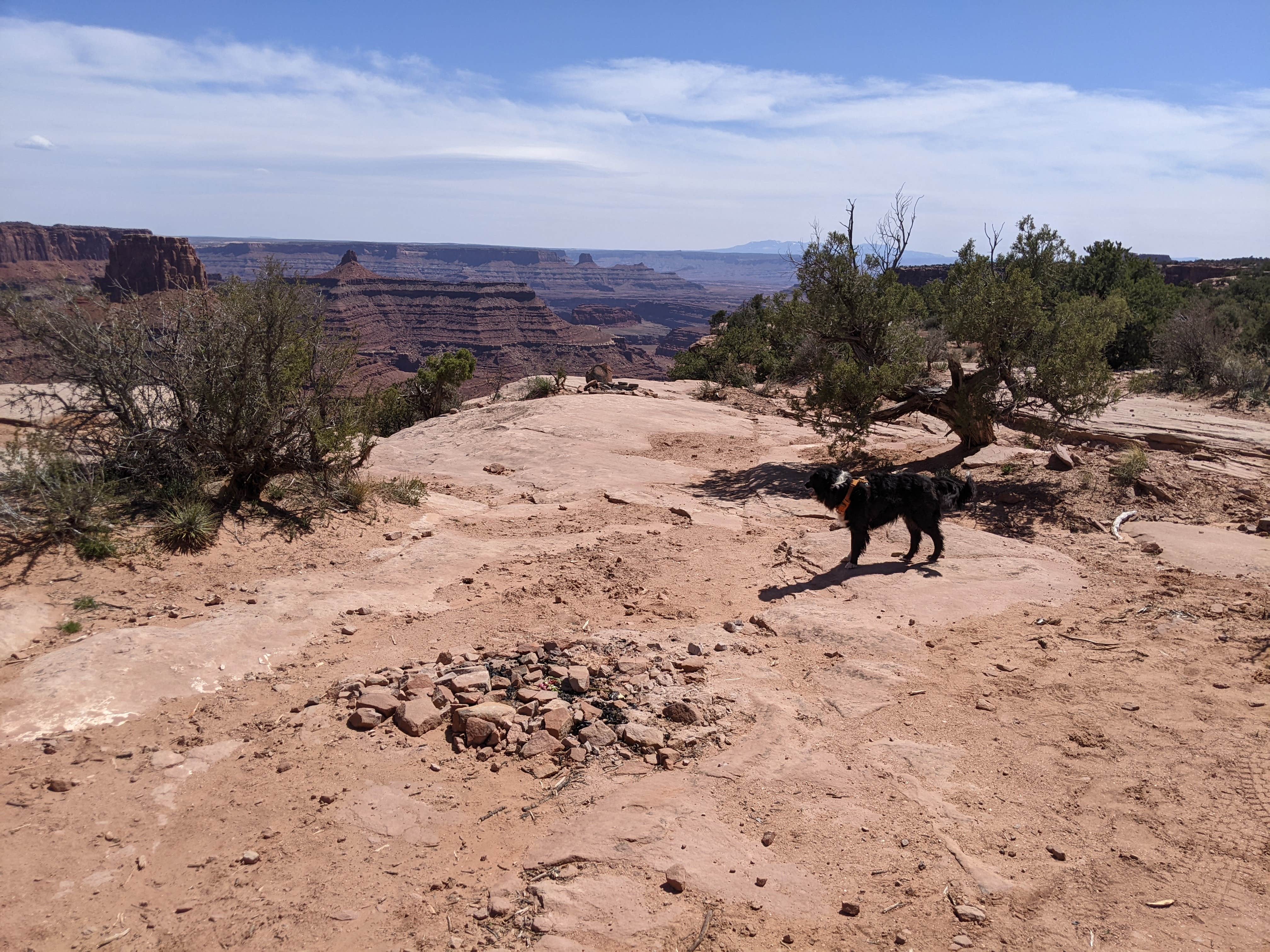 Greg L.'s photo of camping with pets at BLM Middle Fork Shafer Canyon Dispersed near Canyonlands National Park