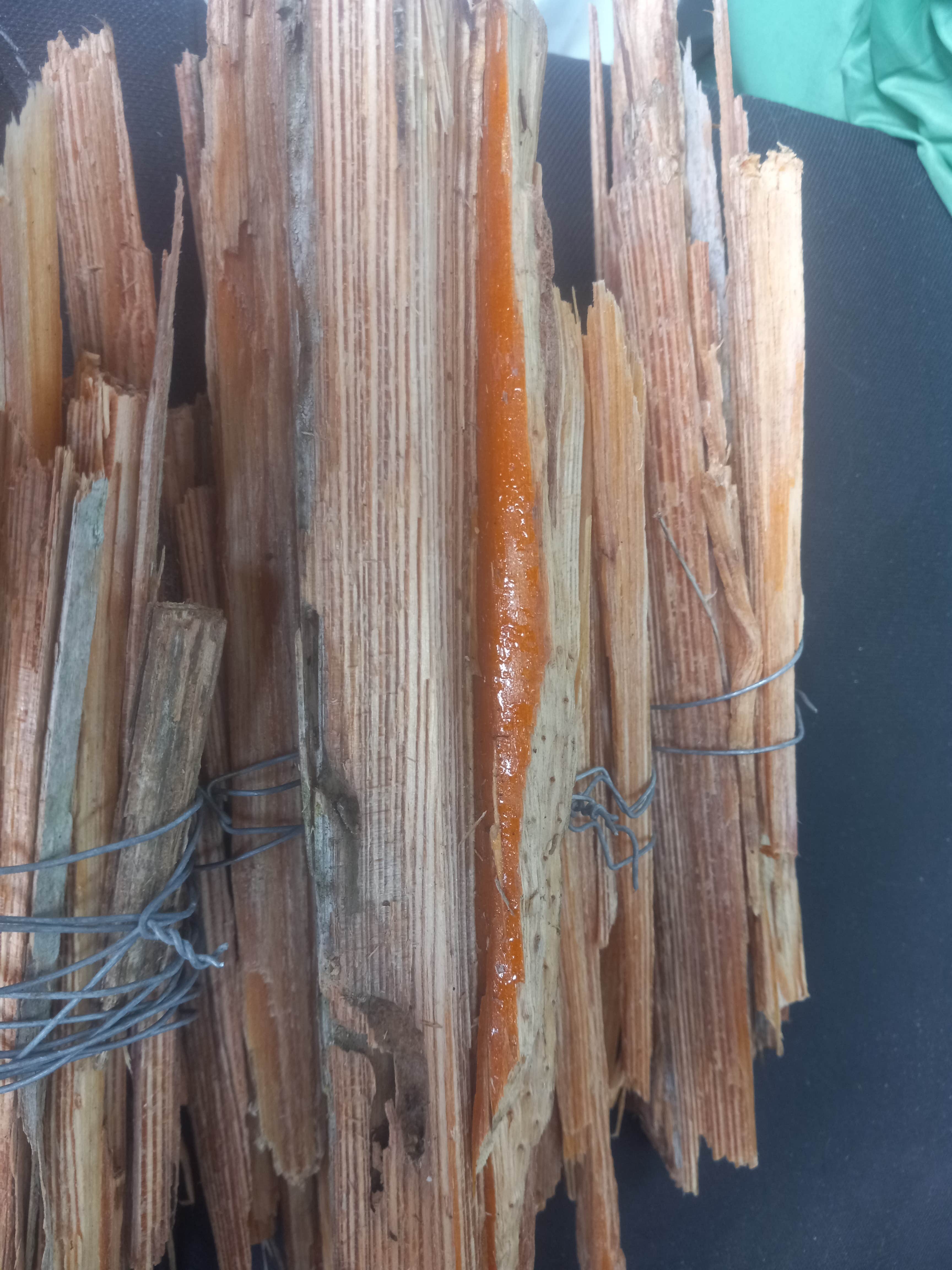 Camper-submitted photo at Connors Family Campsite near Orange Park, FL